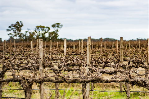The Blok Coonawarra - Accommodation Sunshine Coast 1