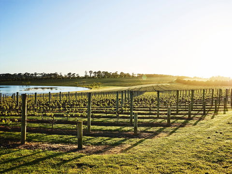 Wine Terrace And Cellar Door At Pt Leo Estate - Accommodation Sunshine Coast 0