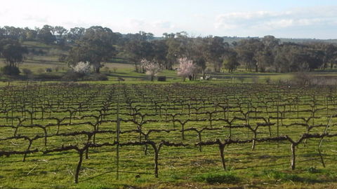 Lockwood Vineyard - Accommodation Sunshine Coast 1