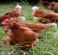 Holbrook Paddock Eggs - Accommodation Sunshine Coast