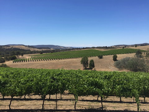 Peerick Vineyard And Winery - Accommodation Sunshine Coast 0