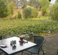 Avocados - Accommodation Sunshine Coast