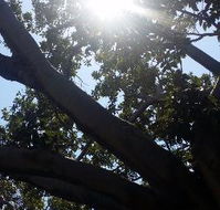 The Season Tree - Accommodation Sunshine Coast
