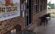 Fat Dog Cafe & Restaurant - thumb 4