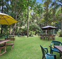 Rainforest - Accommodation Sunshine Coast