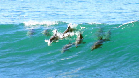 Mollymook Beach Waterfront - Accommodation Sunshine Coast 4