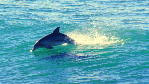 Mollymook Beach Waterfront - Accommodation Sunshine Coast 22