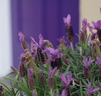 The Purple Door on Seaview - Accommodation Sunshine Coast