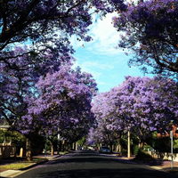 Book Wayville Accommodation Vacations Accommodation Sunshine Coast Accommodation Sunshine Coast