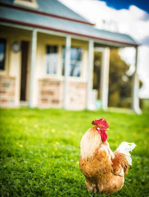 Barossa Vineyard Cottages - Accommodation Sunshine Coast 39