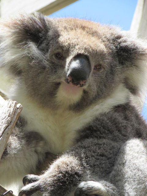 Lazy Days Cottage - Victor Harbor - Accommodation Sunshine Coast 10
