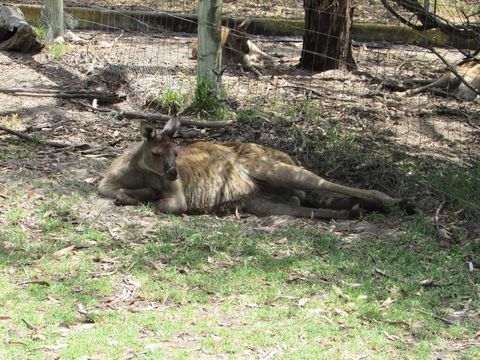Lazy Days Cottage - Victor Harbor - Accommodation Sunshine Coast 11