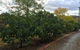 Vineyard Cottage BnB - thumb 11