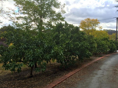 Vineyard Cottage BnB - Accommodation Sunshine Coast 11