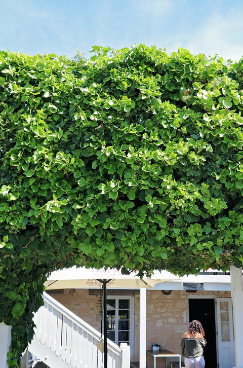 Caledonian Inn - Accommodation Sunshine Coast 21