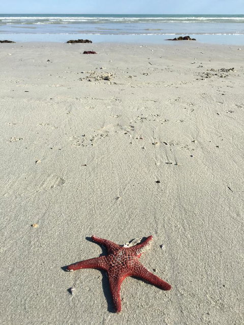 Caledonian Inn - Accommodation Sunshine Coast 14