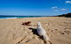 Culburra Beachhouse - thumb 8