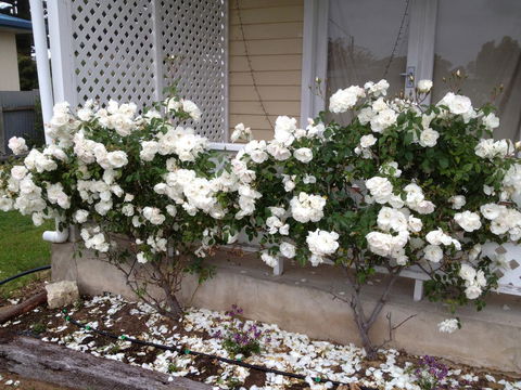 Railway Cottage In Beachport - Accommodation Sunshine Coast 12