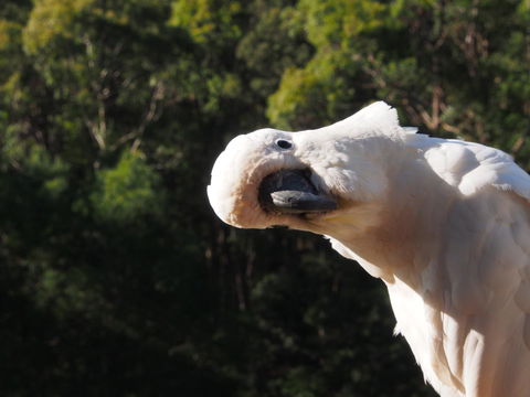 Bundle Hill Cottages - Accommodation Sunshine Coast 1