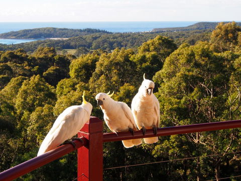 Bundle Hill Cottages - Accommodation Sunshine Coast 2