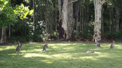 Bundle Hill Cottages - Accommodation Sunshine Coast 15