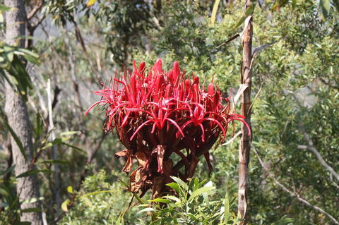 Ambience - Accommodation Sunshine Coast 30
