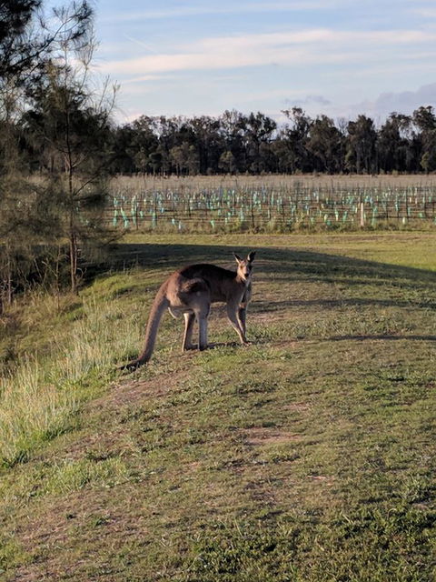Madigan Wine Country Cottages - Accommodation Sunshine Coast 7