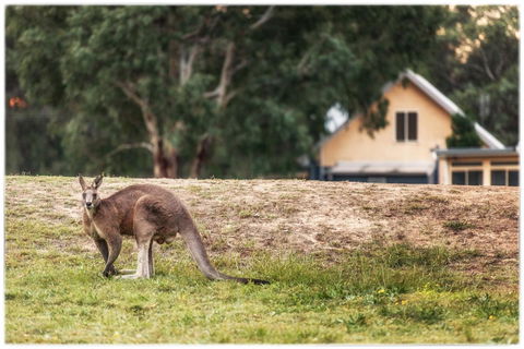 Madigan Wine Country Cottages - Accommodation Sunshine Coast 4