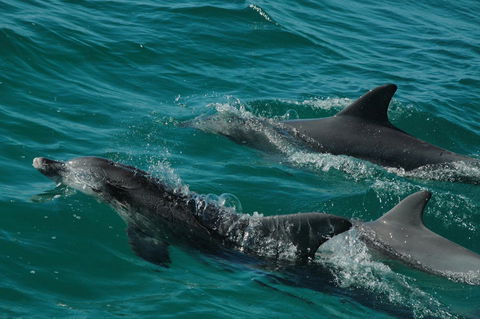 Jervis Bay Vista - Accommodation Sunshine Coast 18