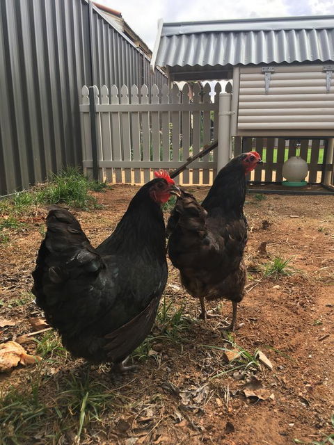 Thelma's Temora - Accommodation Sunshine Coast 13