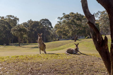 Horizons Retreat & Golf, Villa 133 - Accommodation Sunshine Coast 18