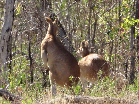Mount Bundy Station - Accommodation Sunshine Coast 40
