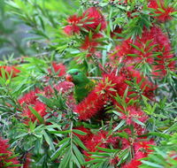 Bottlebrush B  B - Accommodation Sunshine Coast