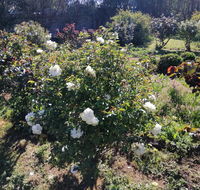 Carisbrook Country Retreat Motel - Accommodation Sunshine Coast