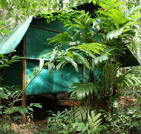 Daintree Crocodylus - Accommodation Sunshine Coast