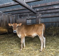 Dairyman's Cottage - Accommodation Sunshine Coast