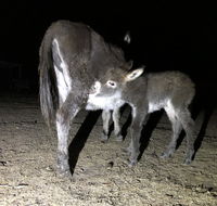 Donkey Tales Farm Cottages - Accommodation Sunshine Coast