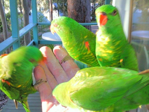 Fyshwicks Cottage - Accommodation Sunshine Coast 3