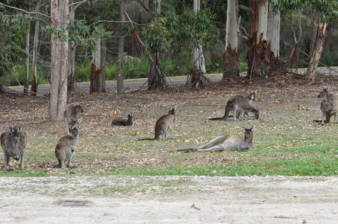 Karri Valley Chalets - Accommodation Sunshine Coast 1