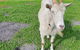 Kerriley Park FarmStay - thumb 2