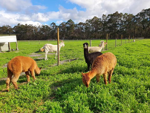 Kerriley Park FarmStay - Accommodation Sunshine Coast 3