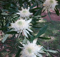 Lyrebird Gully Retreat - Accommodation Sunshine Coast