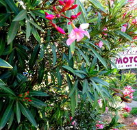 Mercury motor inn - Accommodation Sunshine Coast