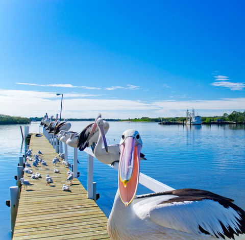 Moby Dick Waterfront Resort Motel - Accommodation Sunshine Coast 0