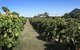 Swan Valley Sisters - thumb 9