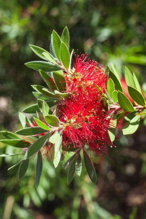 Banksia Tourist Park - Accommodation Sunshine Coast 26