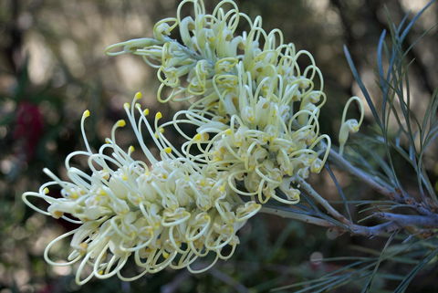 Banksia Tourist Park - Accommodation Sunshine Coast 9