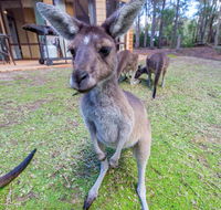 Yelverton Brook Eco Spa Retreat  Conservation Sanctuary - Accommodation Sunshine Coast