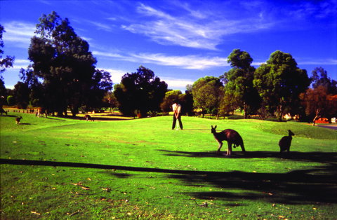 Novotel Vines Resort Swan Valley - Accommodation Sunshine Coast 3