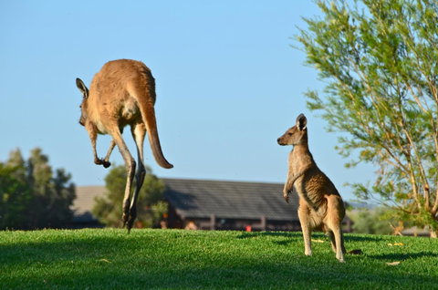 Novotel Vines Resort Swan Valley - Accommodation Sunshine Coast 8